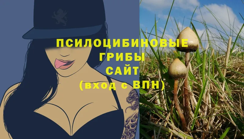 Псилоцибиновые грибы Psilocybe  darknet клад  Абинск 